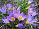 Crocus sieberi Tricolor (2012, March 31)