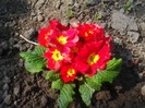 primula