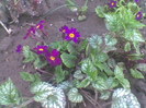 primula