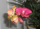 DSCN0315