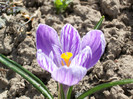 crocus