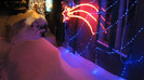IMG_6391 - luminile din curte pe zapada