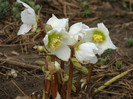 Helleborus Niger