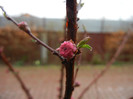 Prunus triloba (2012, April 01)