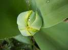 Tulip_Lalea (2012, April 01)
