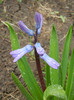 Hyacinth Blue Jacket (2012, April 01)