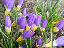 Crocus sieberi Tricolor (2012, April 01)