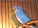 DSCF3129