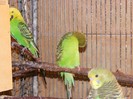 DSCF3136