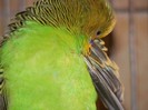 DSCF3141