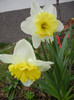 Narcissus Ice Follies (2012, April 01)