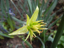 Daffodil Rip van Winkle (2012, April 01)