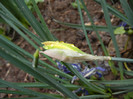 Daffodil Rip van Winkle (2012, April 01)