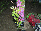 Picture 017