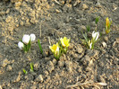 Picture 036