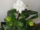 gardenia prima floare