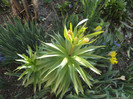 Fritillaria imperialis