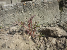 Dicentra cu flori rosii