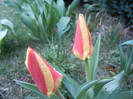 Tulipa Stresa (2012, April 01)