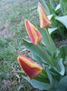 Tulipa Stresa (2012, April 01)