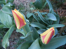 Tulipa Stresa (2012, April 01)