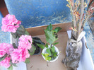2012 FLORENTINA-azalee,minirosa,hibi,...