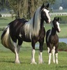 cai frumosi