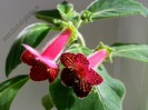 NEW - Kohleria Alida