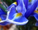 irisi albastri