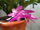 Schlumbergera