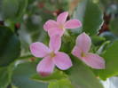 Kalanchoe