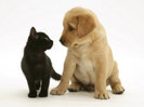 1140677black-domestic-kitten-felis-catus-and-labrador-puppy-canis-familiaris-looking-at-each-other-p