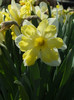 Narcise 2
