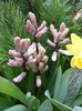 Hyacinth Splendid Cornelia (2012, Apr.01)