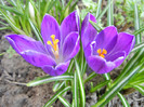 Crocus Negro Boy (2012, April 03)