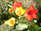 Stresa & Madame Lefeber (2012, April 03)