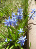 Scilla siberica (2012, April 03)