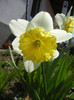 Narcissus Ice Follies (2012, April 03)