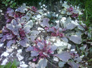 Ajuga reptans "Burgundy Glow"