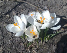 crocusi
