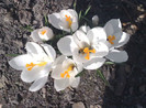 crocusi