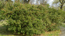 DSCN1453