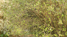 DSCN1464