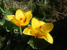 Tulipa Stresa (2012, April 03)