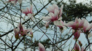 DSCN1508