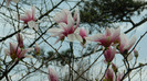 DSCN1509
