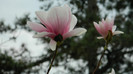 DSCN1510