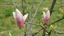 DSCN1511