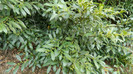 DSCN1524
