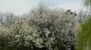 DSCN1535
